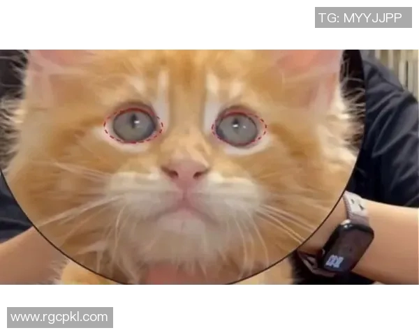 2猫比赛视频-赛场双猫激烈比拼，展现无与伦比的竞技风采-2猫比赛视频